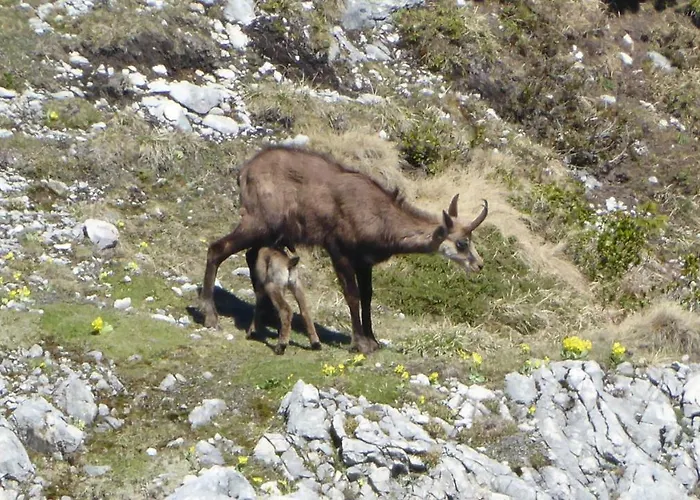 Апартаменты Fw Weissensee Фюссен