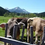 Fw Weissensee *